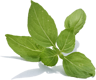 basil sprig basil-sprig